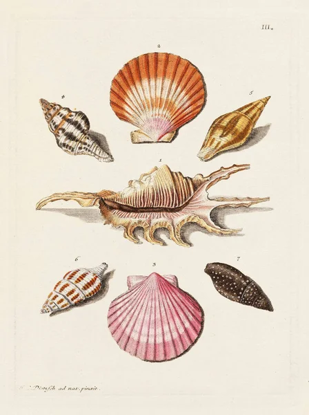 Mermiler. Konkoloji illüstrasyonu, bir Alman konkoloji kitabının tabağı deniz kabuklarının çeşitliliğini gösteriyor. Ca. 1790