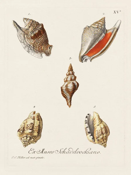 Mermiler. Konkoloji illüstrasyonu, bir Alman konkoloji kitabının tabağı deniz kabuklarının çeşitliliğini gösteriyor. Ca. 1790