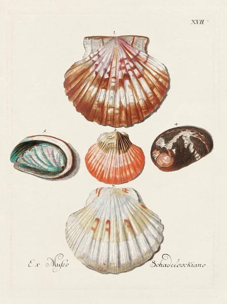 Mermiler. Konkoloji illüstrasyonu, bir Alman konkoloji kitabının tabağı deniz kabuklarının çeşitliliğini gösteriyor. Ca. 1790