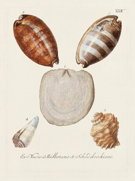 Mermiler. Konkoloji illüstrasyonu, bir Alman konkoloji kitabının tabağı deniz kabuklarının çeşitliliğini gösteriyor. Ca. 1790