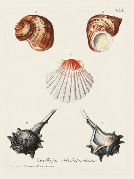 Mermiler. Konkoloji illüstrasyonu, bir Alman konkoloji kitabının tabağı deniz kabuklarının çeşitliliğini gösteriyor. Ca. 1790