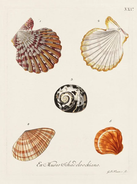 Mermiler. Konkoloji illüstrasyonu, bir Alman konkoloji kitabının tabağı deniz kabuklarının çeşitliliğini gösteriyor. Ca. 1790