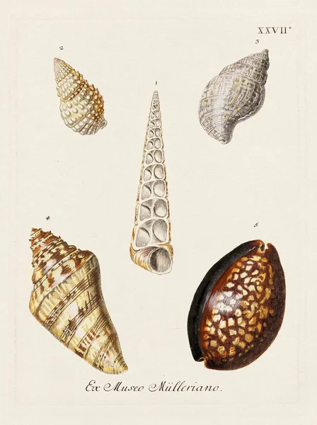 Mermiler. Konkoloji illüstrasyonu, bir Alman konkoloji kitabının tabağı deniz kabuklarının çeşitliliğini gösteriyor. Ca. 1790