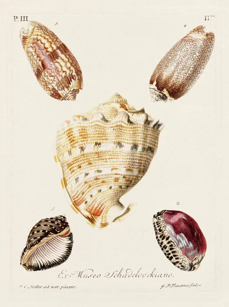 Mermiler. Konkoloji illüstrasyonu, bir Alman konkoloji kitabının tabağı deniz kabuklarının çeşitliliğini gösteriyor. Ca. 1790