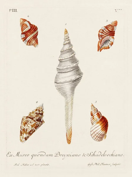 Mermiler. Konkoloji illüstrasyonu, bir Alman konkoloji kitabının tabağı deniz kabuklarının çeşitliliğini gösteriyor. Ca. 1790