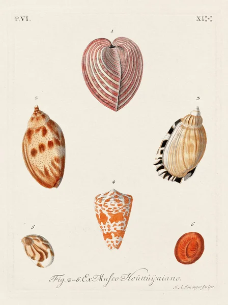 Mermiler. Konkoloji illüstrasyonu, bir Alman konkoloji kitabının tabağı deniz kabuklarının çeşitliliğini gösteriyor. Ca. 1790