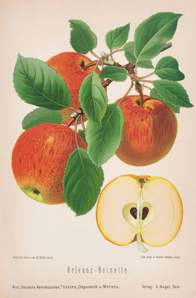 Vintage Appel Illustratie 19E Eeuwse Duitse Libris Met Prachtig Gedetailleerde — Stockfoto