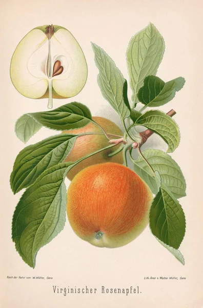 Illustration Aux Pommes Vintage Bibliothèque Allemande Xixe Siècle Avec Des — Photo