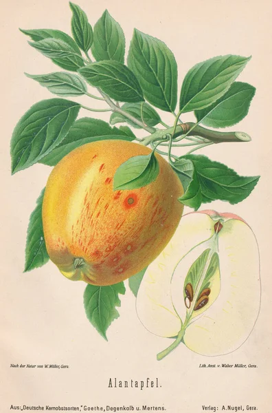 Vintage Alma Illusztráció Századi Német Könyvespolc Gyönyörűen Részletes Almákkal — Stock Fotó