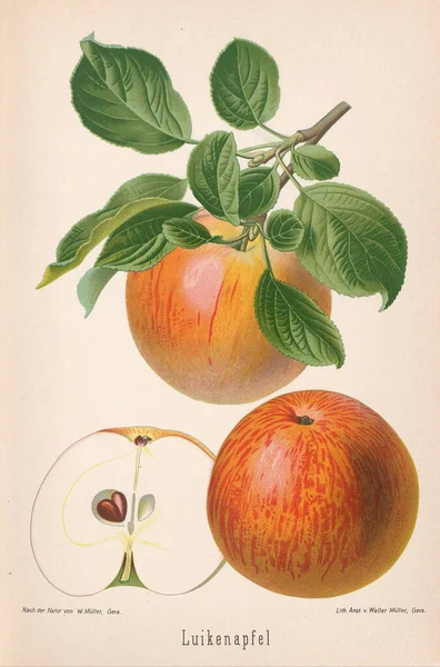Klasik Elma Çizimi Yüzyıl Alman Kitap Tablosunda Çok Güzel Detaylandırılmış — Stok fotoğraf