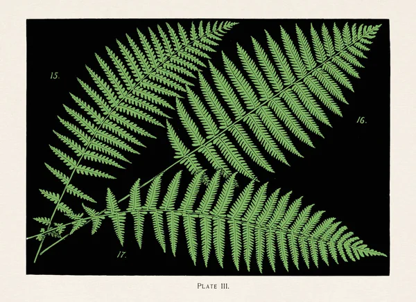 Vintage Varens Illustratie Rond 1895 Spleenwort Asplenium Thelvpteroides Gewone Veldvaren — Stockfoto