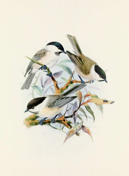 Прекрасне Цифрове Мистецтво Класичних Птахів Ілюстрація Птахів Вінтажному Стилі Титульна — стокове фото
