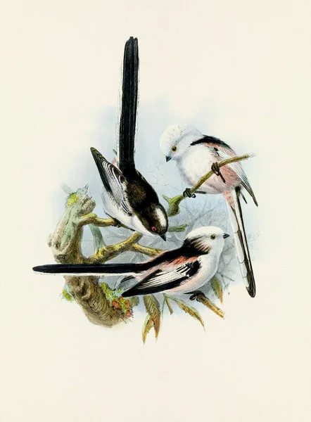 经典鸟类的美丽数字作品 老式风格的鸟类图解 小白鼠 — 图库照片