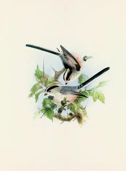 Прекрасне Цифрове Мистецтво Класичних Птахів Ілюстрація Птахів Вінтажному Стилі Титульна — стокове фото