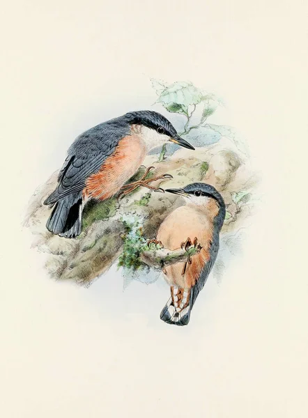 古典的な鳥の美しいデジタルアートワーク ヴィンテージスタイルの鳥のイラスト — ストック写真