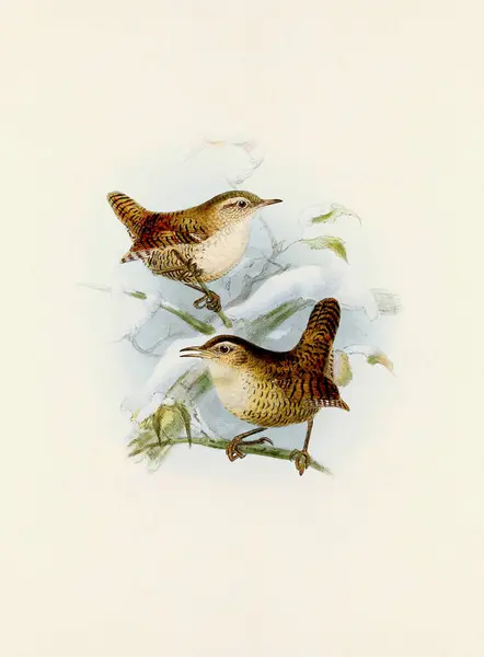 Une Belle Œuvre Numérique Oiseaux Classiques Illustration Oiseau Style Vintage — Photo
