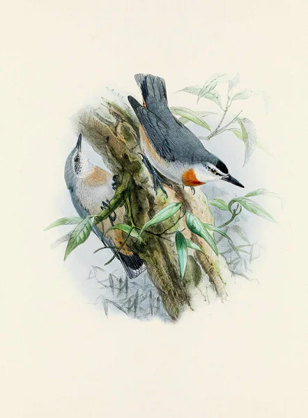 Прекрасне Цифрове Мистецтво Класичних Птахів Ілюстрація Птахів Вінтажному Стилі — стокове фото