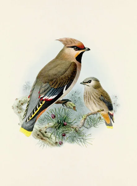 经典鸟类的美丽数字作品 老式鸟类图解 — 图库照片