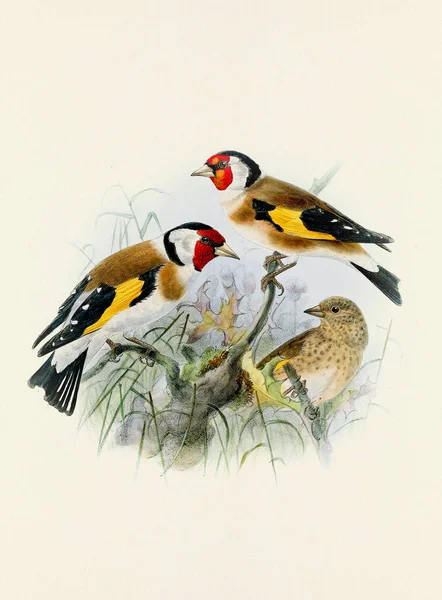 Прекрасне Цифрове Мистецтво Класичних Птахів Ілюстрація Птахів Вінтажному Стилі — стокове фото