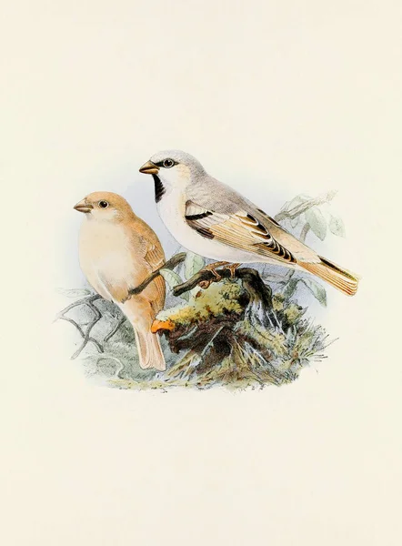 Прекрасне Цифрове Мистецтво Класичних Птахів Ілюстрація Птахів Вінтажному Стилі Горобця — стокове фото