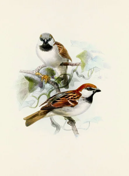 Прекрасне Цифрове Мистецтво Класичних Птахів Ілюстрація Птахів Вінтажному Стилі Горобця — стокове фото