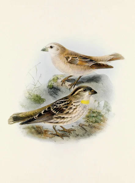 经典鸟类的美丽数字作品 老式风格的鸟类图解 — 图库照片