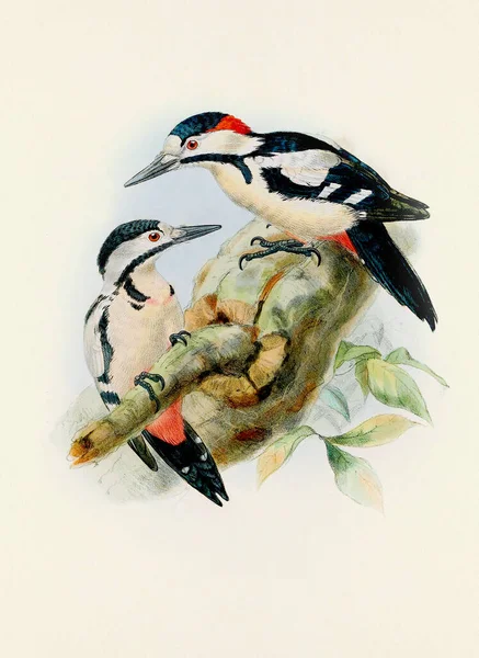 Une Belle Œuvre Numérique Oiseaux Classiques Illustration Oiseau Style Vintage — Photo