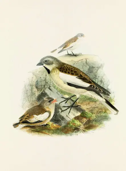 Klasik Kuşların Güzel Dijital Çizimleri Vintage Tarzı Kuş Çizimi Serçe — Stok fotoğraf