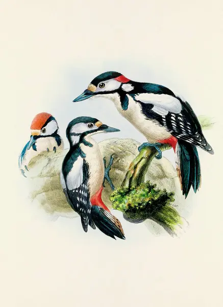 Красивое Цифровое Произведение Искусства Классических Птиц Иллюстрация Птиц Винтажном Стиле — стоковое фото