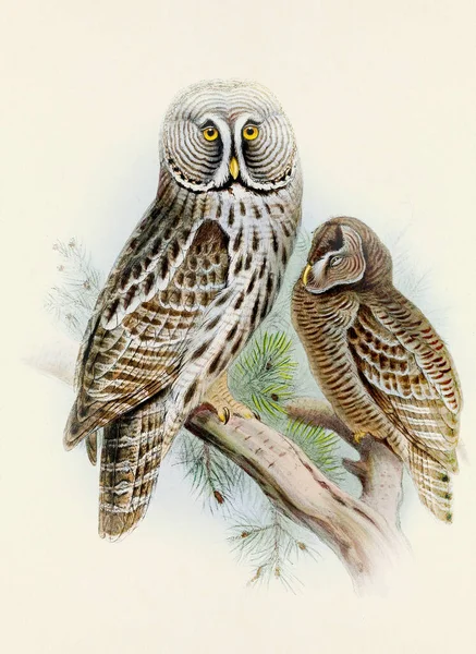 Owl Illustration Beautiful Digital Artwork Classic Birds Vintage Style Bird — Stock Photo, Image