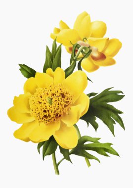 Klasik botanik çiçek sanatı tamamen çiçek açmış..