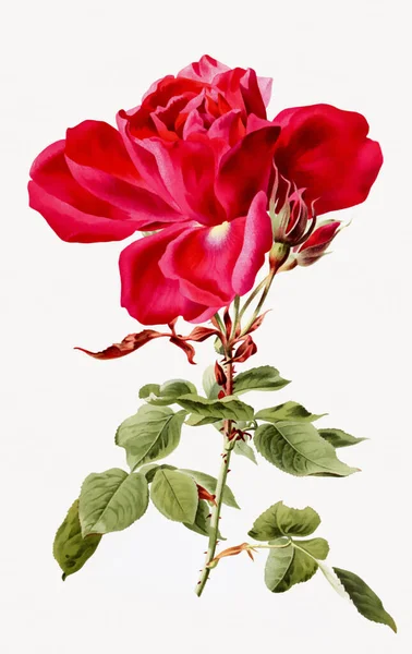 Ботанический Цветок Винтажном Стиле — стоковое фото