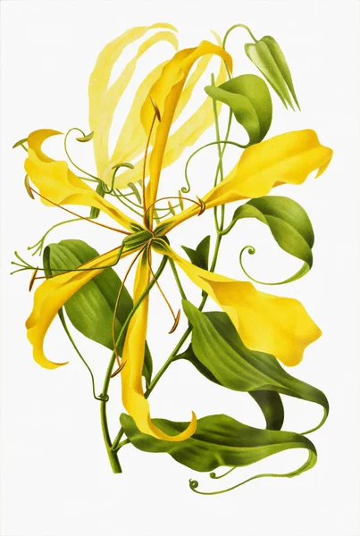 Ročník Styl Botanické Květinové Umělecké Dílo Plném Květu — Stock fotografie