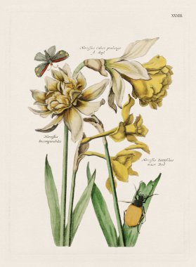 Çiçek illüstrasyonu. Antika botanik çiçek sanat eserleri tamamen çiçek açmış. 1700 'lerin botanik plakası..