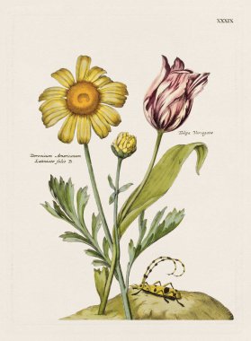 Çiçek illüstrasyonu. Antika botanik çiçek sanat eserleri tamamen çiçek açmış. 1700 'lerin botanik plakası..