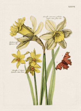 Çiçek illüstrasyonu. Antika botanik çiçek sanat eserleri tamamen çiçek açmış. 1700 'lerin botanik plakası..