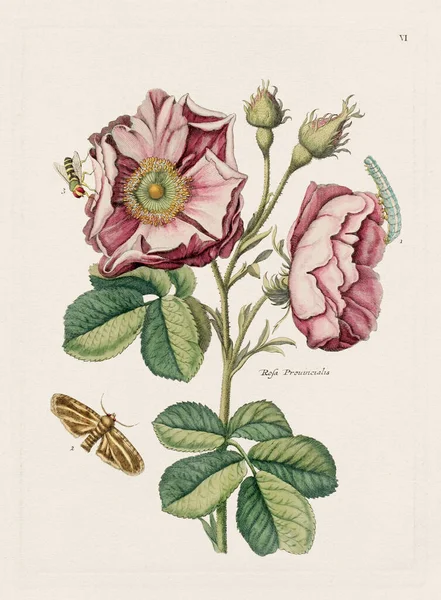 Flower illustration. Antique botanical flower artwork in full bloom. Botanical plate from a 1700s botany book.