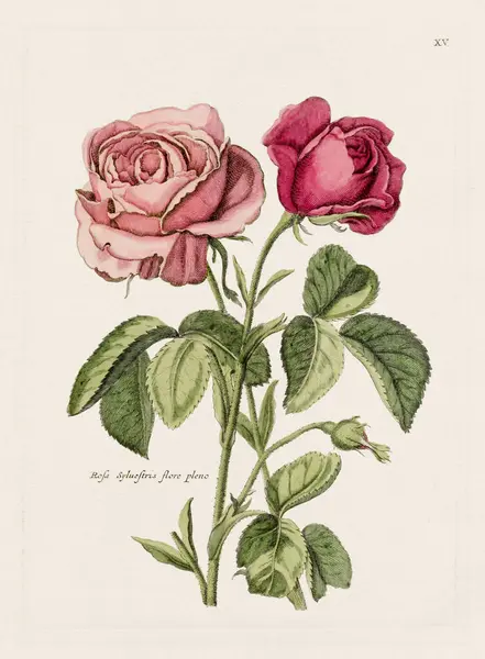 Flower illustration. Antique botanical flower artwork in full bloom. Botanical plate from a 1700s botany book.