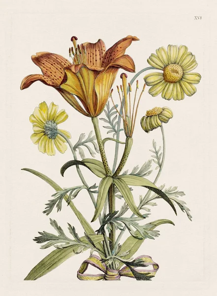 Blumenillustration Antike Botanische Blumenkunst Voller Blüte Botanischer Teller Aus Einem — Stockfoto