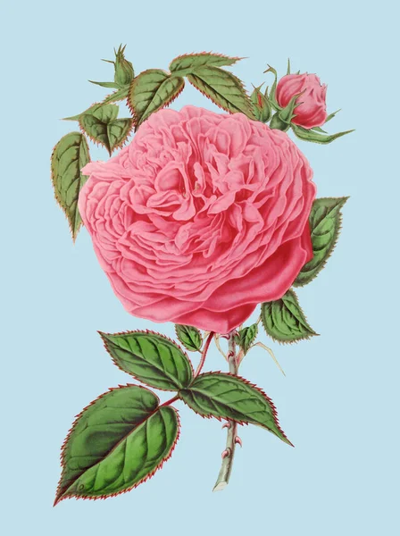 Красочная Иллюстрация Цветов Роз Цифровой Цветок Винтажном Стиле Голубом Фоне — стоковое фото