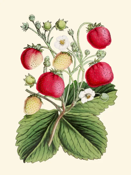 Colorful Botanical Illustration: digital vintage-style Strawberries on a plain beige background.