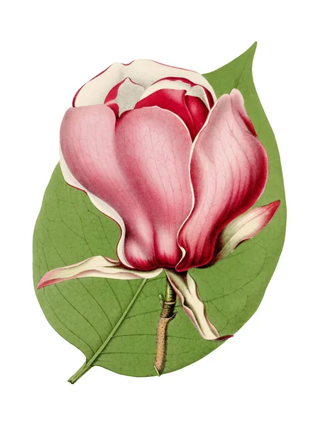 Barevné Magnolia Květinová Ilustrace Digitální Vintage Styl Květiny Bílém Pozadí — Stock fotografie