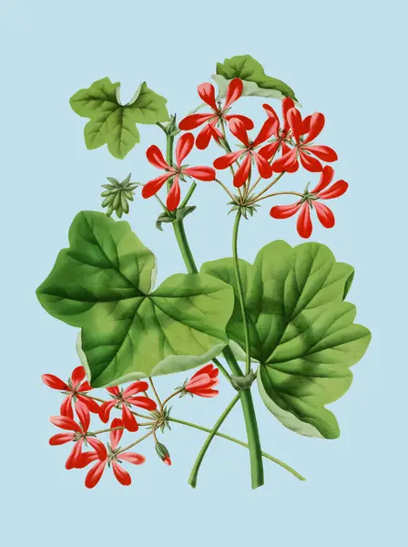 Colorful Flower Illustration: A digital vintage-style flower on a plain light blue background.