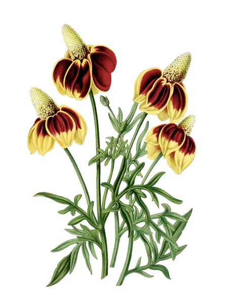 Colorful Flower Illustration: A digital vintage-style flower on a plain white background.