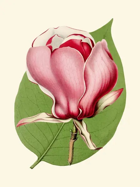 Colorful Magnolia Flower Illustration: A digital vintage-style flower on a plain beige background.