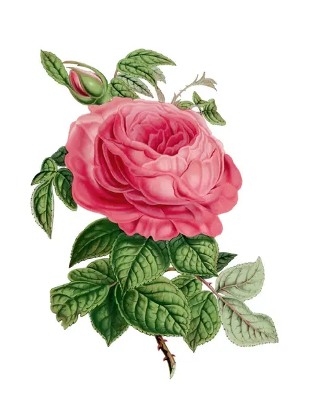 Красочная Иллюстрация Цветов Роз Цифровой Цветок Винтажном Стиле Обычном Белом — стоковое фото