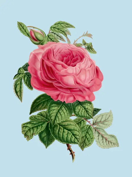 Красочная Иллюстрация Цветов Роз Цифровой Цветок Винтажном Стиле Голубом Фоне — стоковое фото