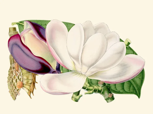 Colorful Magnolia Flower Illustration: A digital vintage-style flower on a plain beige background.
