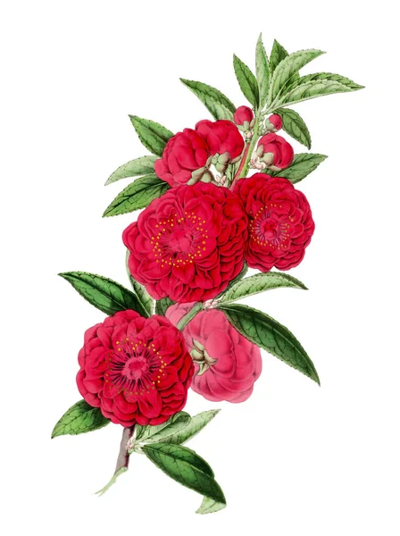 Barevné Camellia Flower Illustration Digitální Vintage Styl Květiny Bílém Pozadí — Stock fotografie