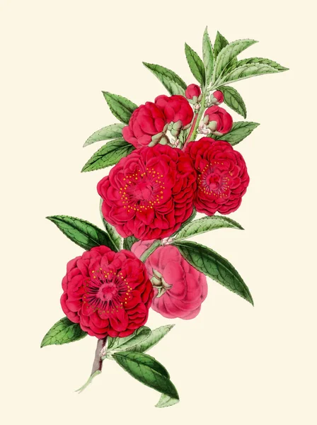 Barevné Camellia Flower Illustration Digitální Vintage Styl Květiny Prosté Béžové — Stock fotografie